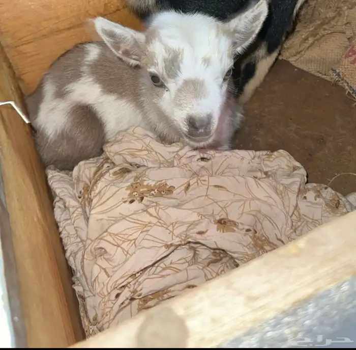 جفرة قزمية للأطفال والمخيمات معرفة 1