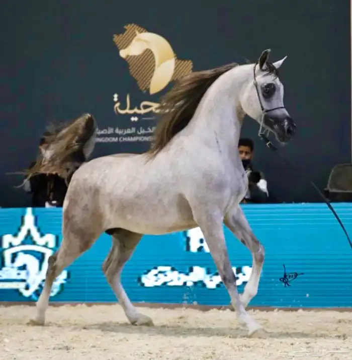 الفحل فيكتور الخالد متاح للتشبيه للواهو و الشعبي 0