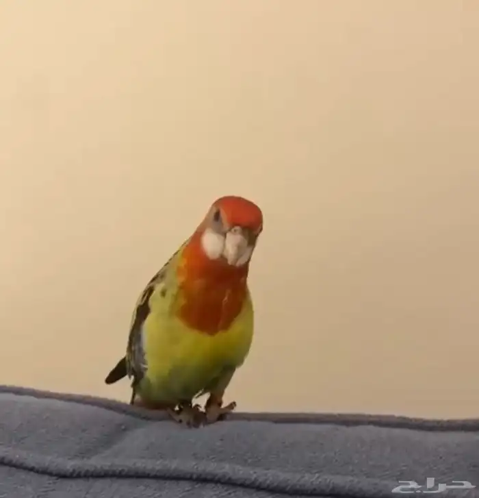 روزيلا اليف هدد 3