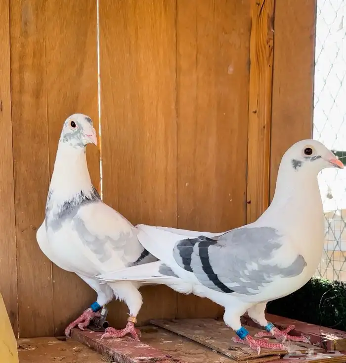 حمام زاجل سباق جان اردن 1