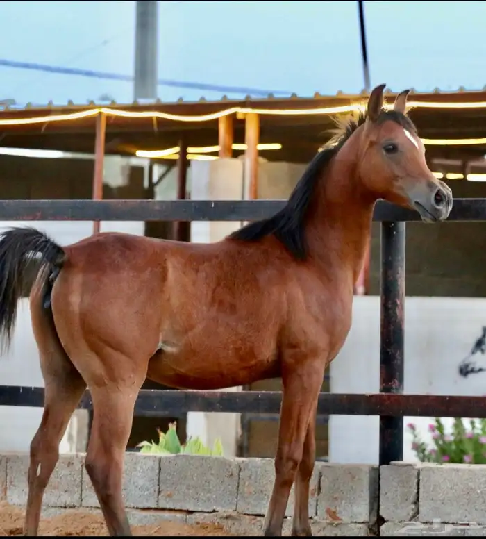 الفحل فيكتور الخالد متاح للتشبيه للواهو و الشعبي 20