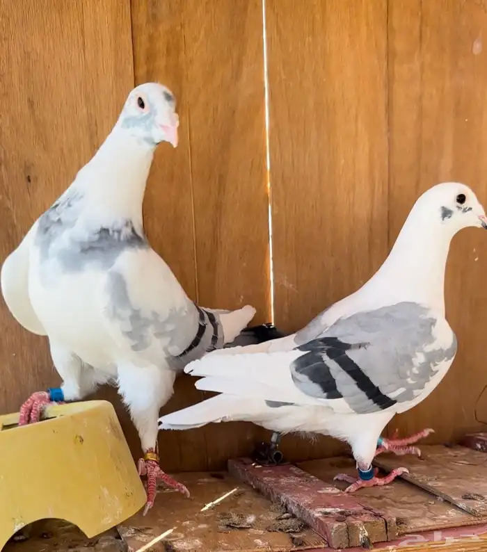 حمام زاجل سباق جان اردن 0