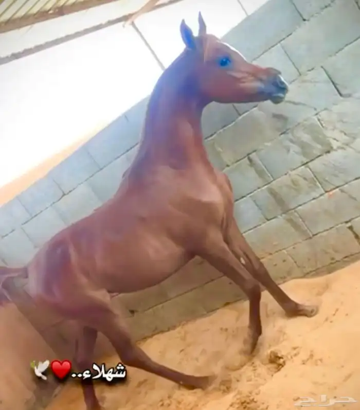 الفحل فيكتور الخالد متاح للتشبيه للواهو و الشعبي 11