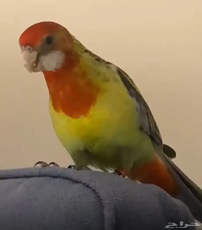 روزيلا اليف هدد 0