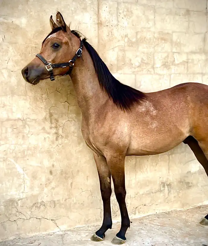 الفحل فيكتور الخالد متاح للتشبيه للواهو و الشعبي 12