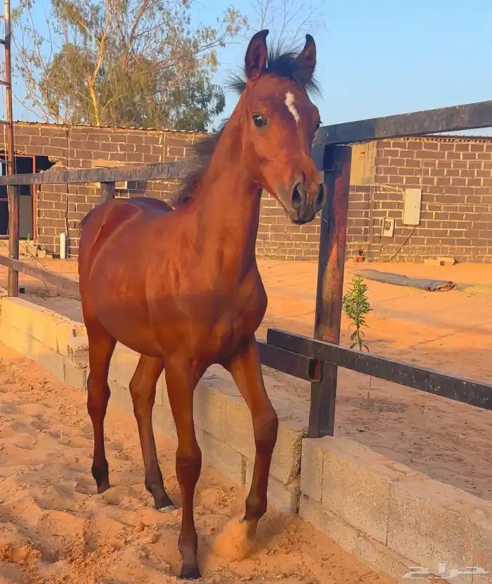 الفحل فيكتور الخالد متاح للتشبيه للواهو و الشعبي 16