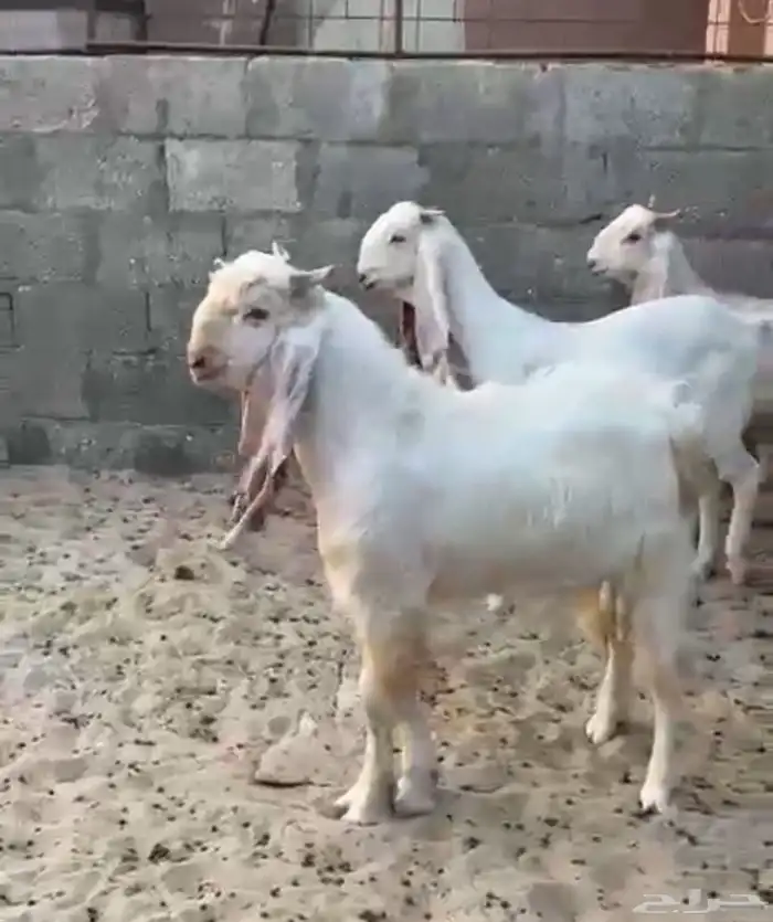 معزه جدعات طيبات 7