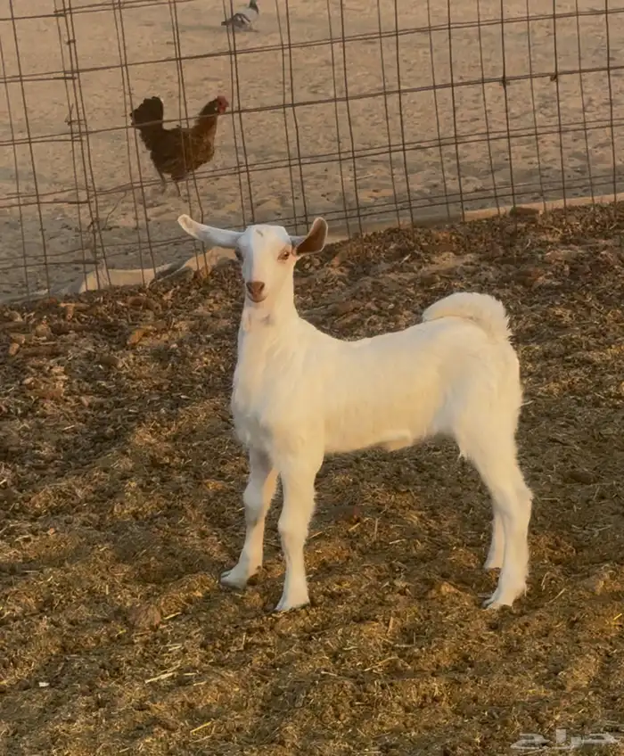 عنز بيشيه برصاء صنف 2