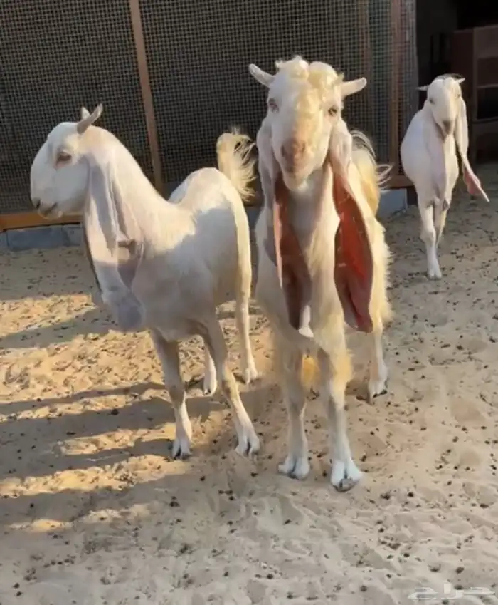 معزه جدعات طيبات 2