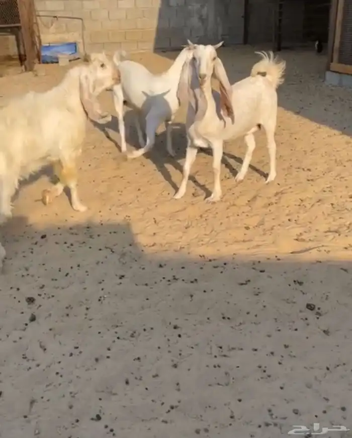 معزه جدعات طيبات 6