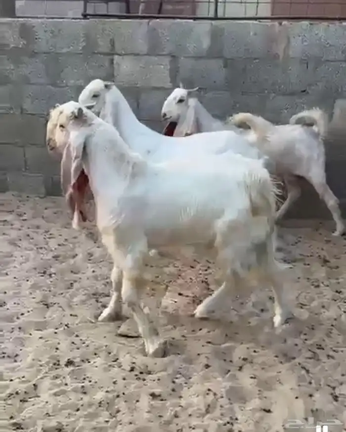 معزه جدعات طيبات 8