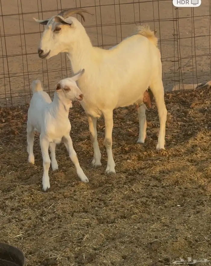 عنز بيشيه برصاء صنف 0