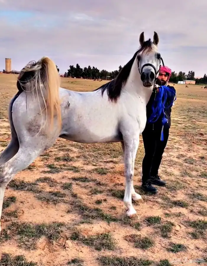 الفحل فيكتور الخالد متاح للتشبيه للواهو و الشعبي 3