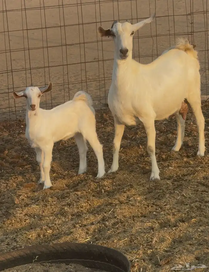 عنز بيشيه برصاء صنف 1