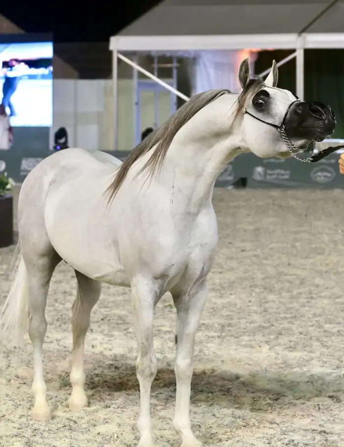 الفحل فيكتور الخالد متاح للتشبيه للواهو و الشعبي 2