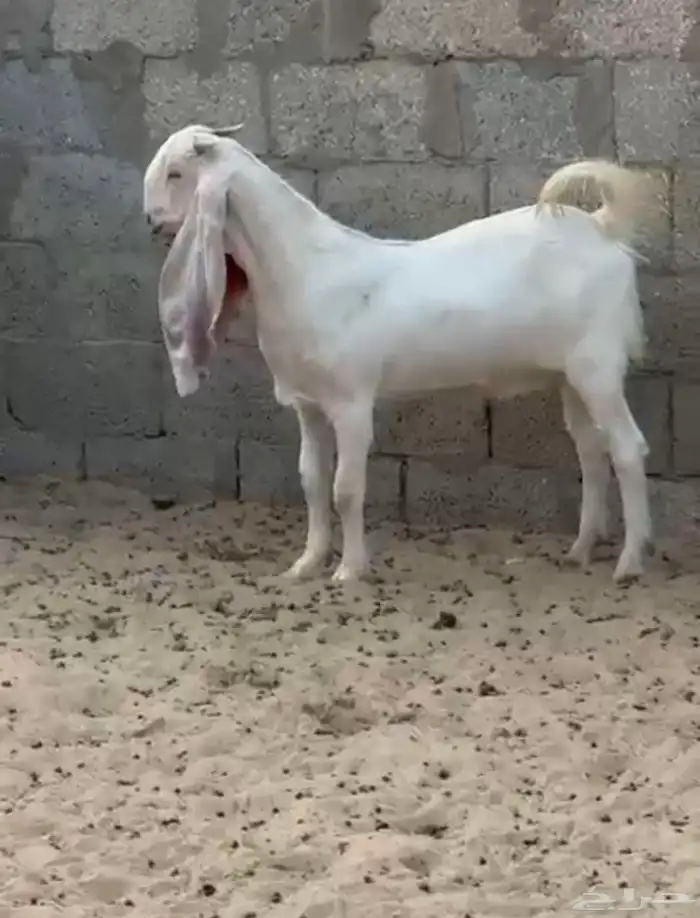 معزه جدعات طيبات 11