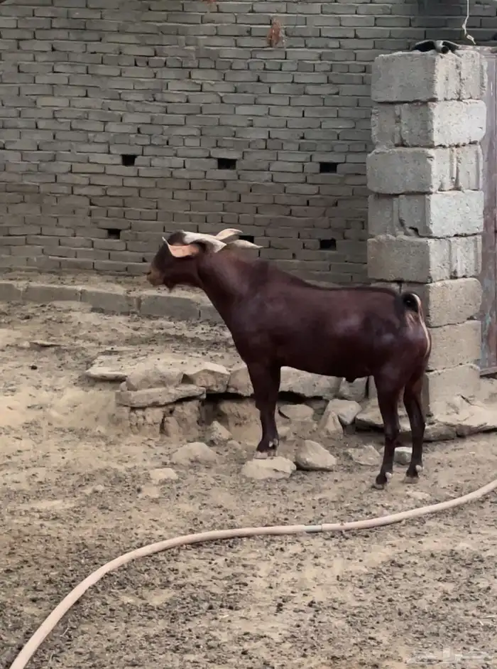 تيس ادهم محايلي 0