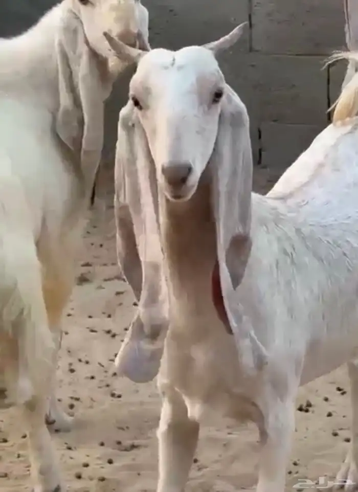 معزه جدعات طيبات 9