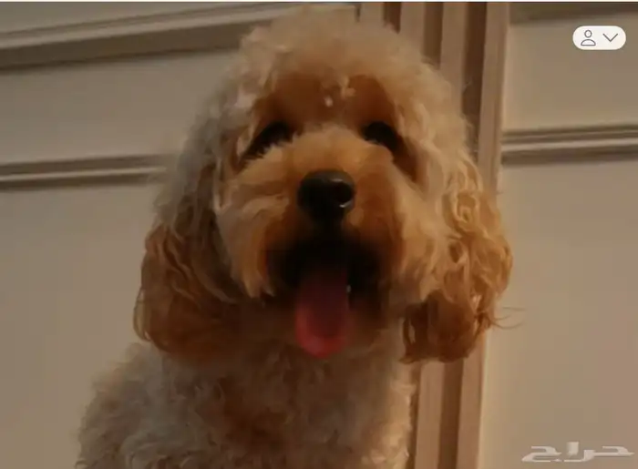 بودل ذكر بعمر سنه وشهرين للبيع 3