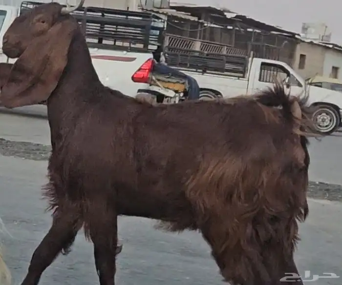 3 معزا مشاريك فواخر اشباب دفيع فوق 3 شهور متاومة فحص سونار 5