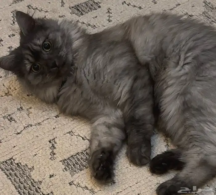 قط شيرازي ذكر 1