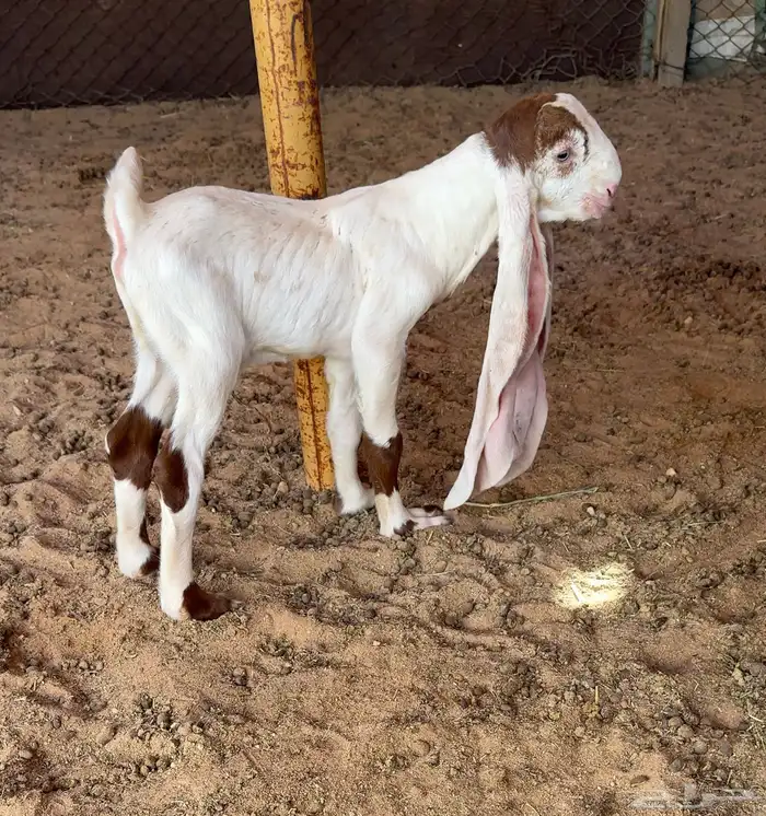 تيس هولندي صنف 0