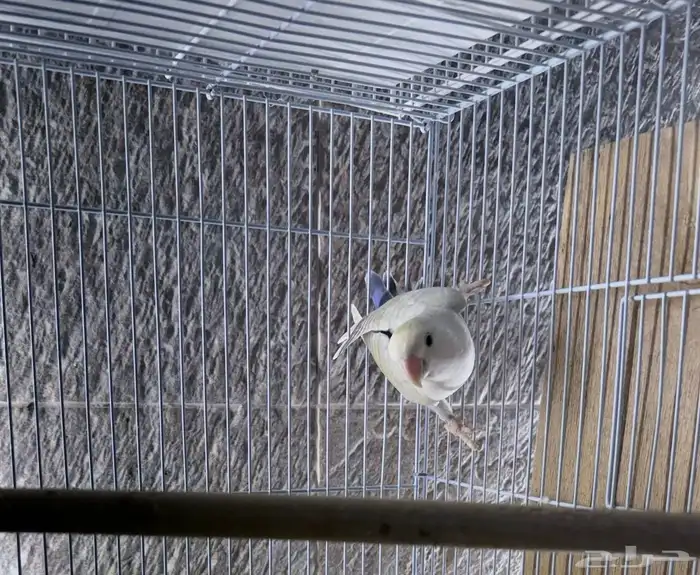 انثى البينو 1