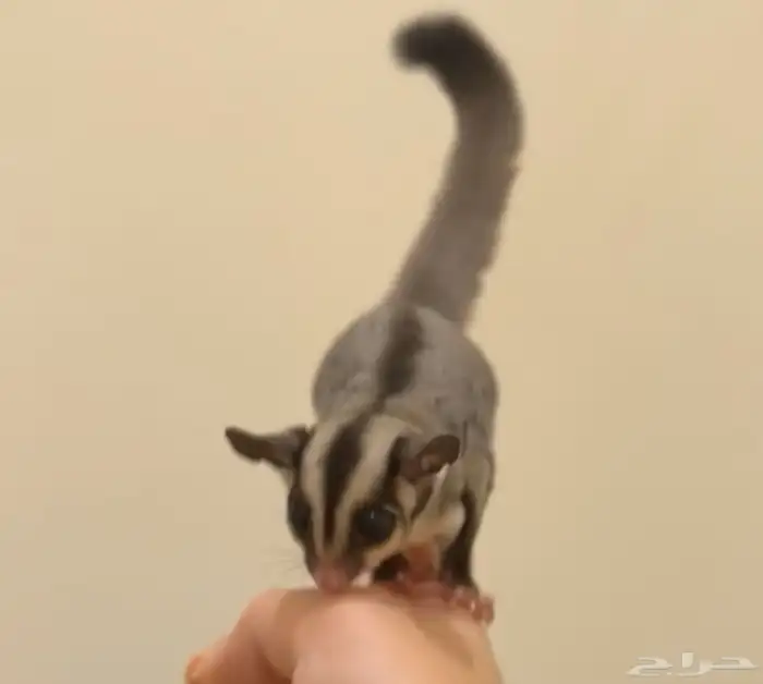 سنجاب طائر شوقر قلايدر 0