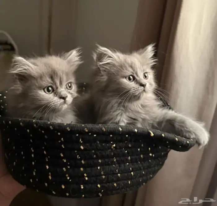 كيتن همالايا للبيع 0