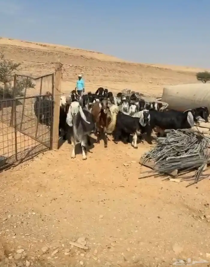 للبيع غنم و معزاء 0