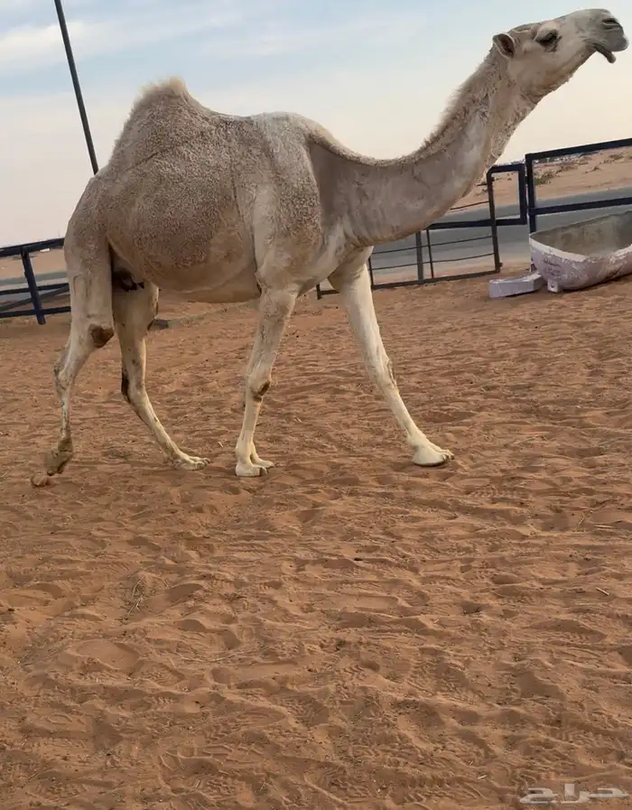 خلفه شقحا بكر ثنيه تحتها بكره 1