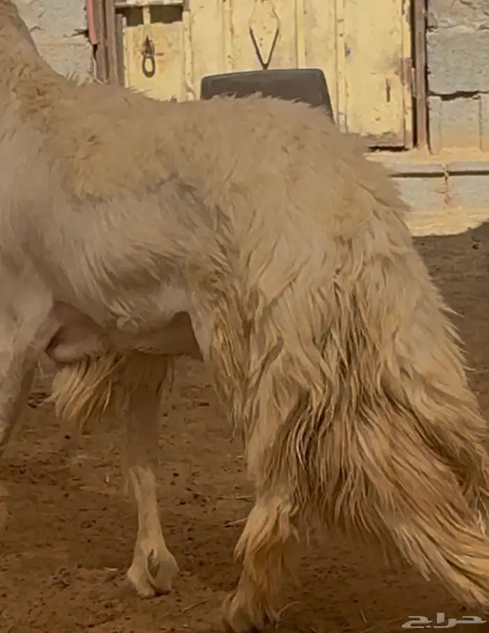 فحل نادر من اندر فحول الساحة 13