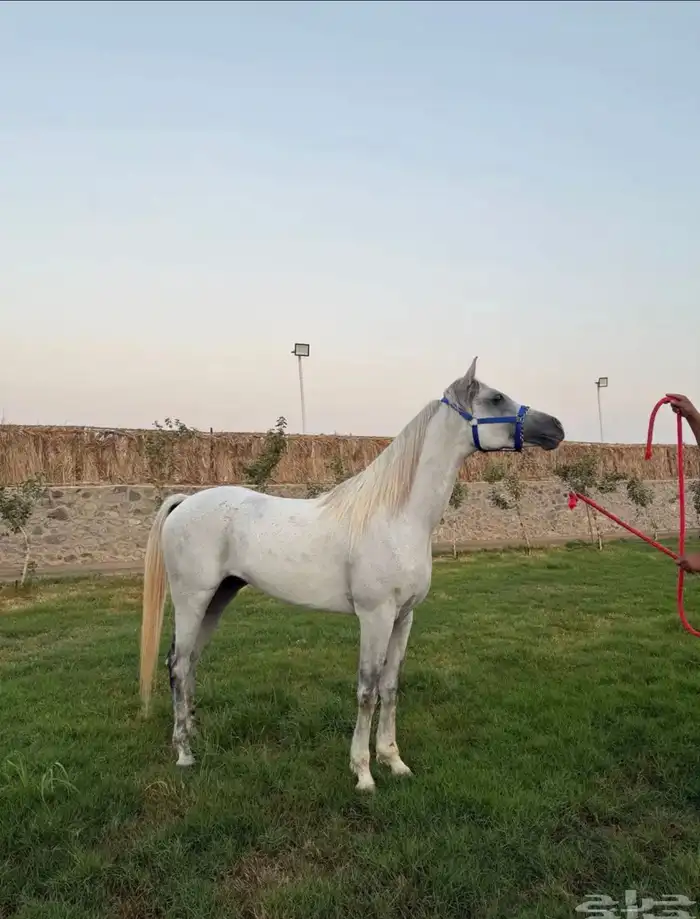 حصان اصفر للبيع 0