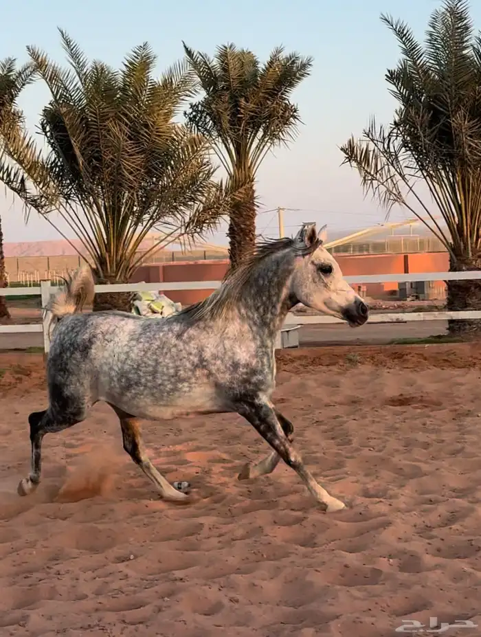 فرس واهو لقاح ثقيل 0