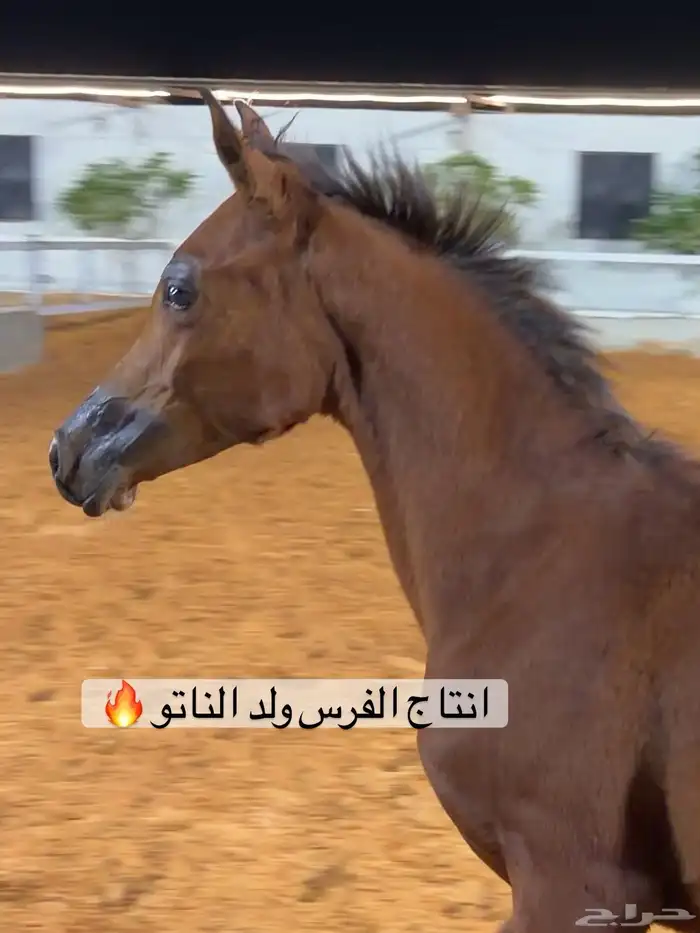 فرس واهو لقاح ثقيل 6