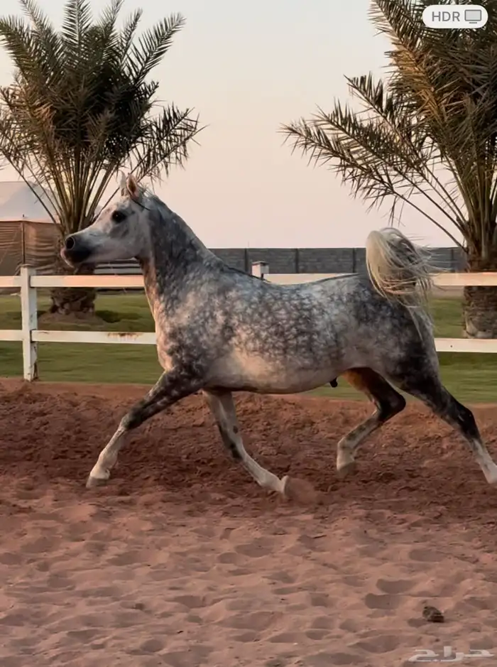 فرس واهو لقاح ثقيل 1