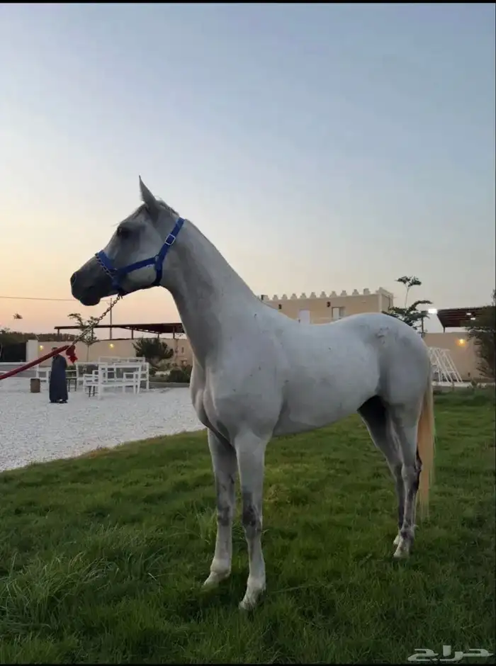 حصان اصفر للبيع 1