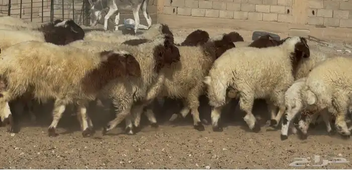 عنم نعيم متابيع طيبه اغلب بهمها ذبايح العدد 50 معها 50 11