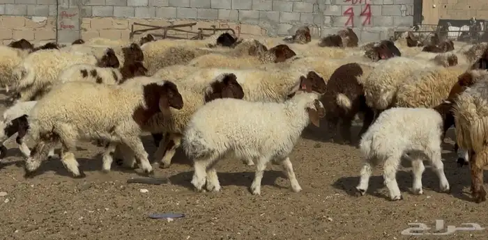 عنم نعيم متابيع طيبه اغلب بهمها ذبايح العدد 50 معها 50 3