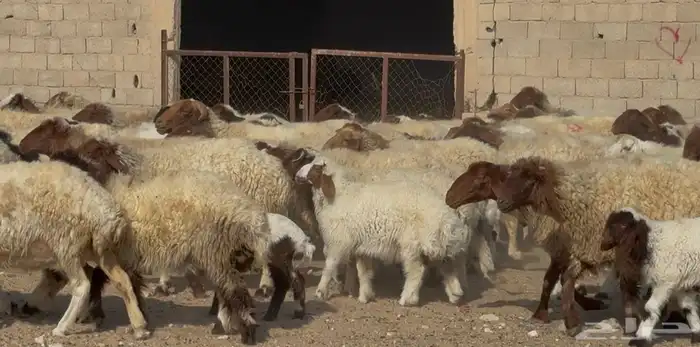 عنم نعيم متابيع طيبه اغلب بهمها ذبايح العدد 50 معها 50 1