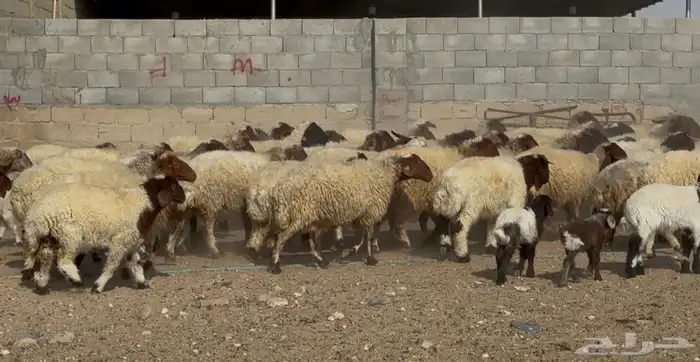 عنم نعيم متابيع طيبه اغلب بهمها ذبايح العدد 50 معها 50 5