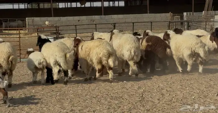 عنم نعيم متابيع طيبه اغلب بهمها ذبايح العدد 50 معها 50 8