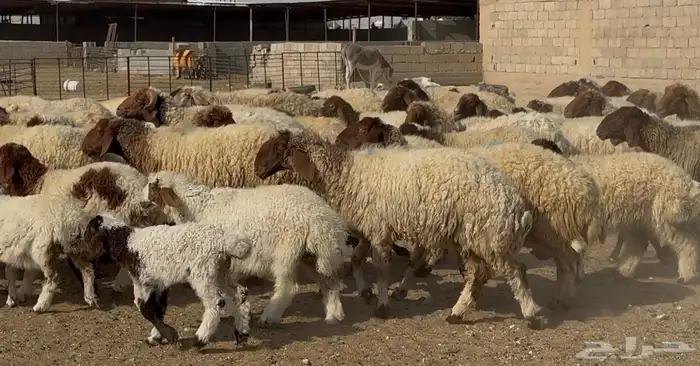 عنم نعيم متابيع طيبه اغلب بهمها ذبايح العدد 50 معها 50 6