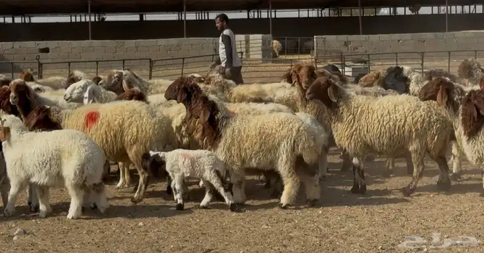 عنم نعيم متابيع طيبه اغلب بهمها ذبايح العدد 50 معها 50 4