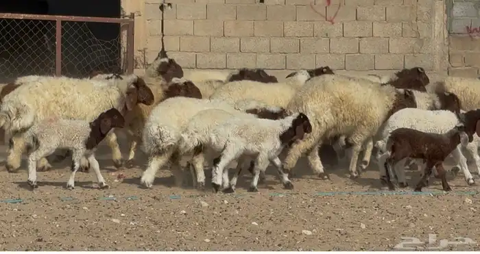 عنم نعيم متابيع طيبه اغلب بهمها ذبايح العدد 50 معها 50 9