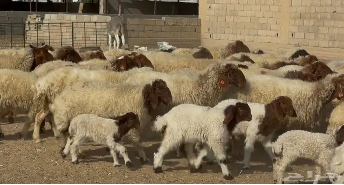 عنم نعيم متابيع طيبه اغلب بهمها ذبايح العدد 50 معها 50 2