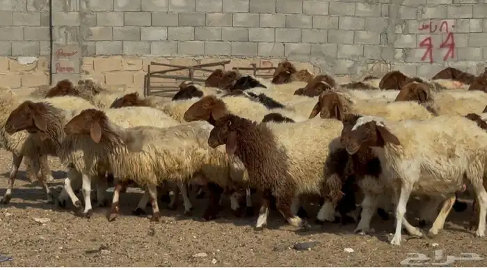 عنم نعيم متابيع طيبه اغلب بهمها ذبايح العدد 50 معها 50 0