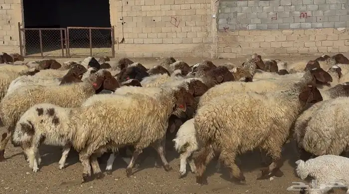 عنم نعيم متابيع طيبه اغلب بهمها ذبايح العدد 50 معها 50 7