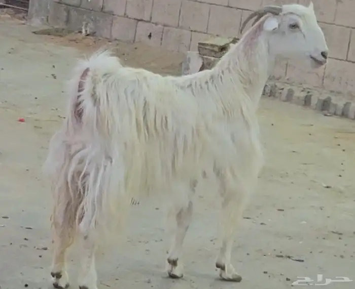 3 معزا مشاريك فواخر اشباب دفيع فوق 3 شهور متاومة فحص سونار 2