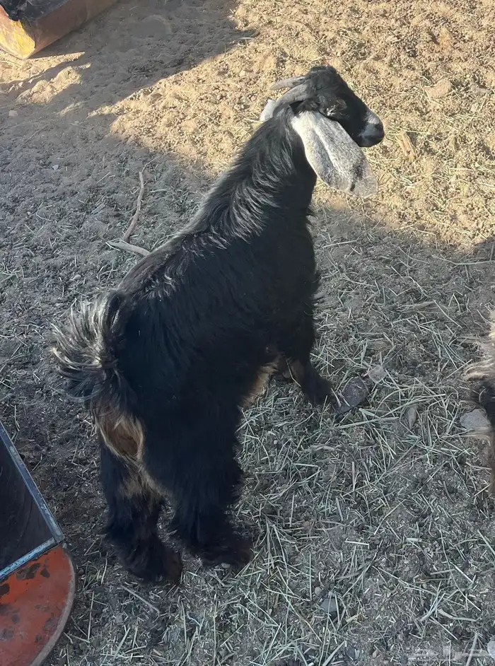 تيس توم عمره من 8 الا 9 شهور احو اذرئ 0